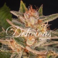 Delicious Candy# (Formerly Cheese Candy) Feminised Cannabis Seeds | Delicious Seeds