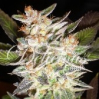 Delicious Candy Auto (Formerly Cheese Candy Auto) Feminised Cannabis Seeds | Delicious Seeds