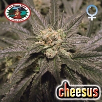 Cheesus Feminised Cannabis Seeds | Big Buddha Seeds 