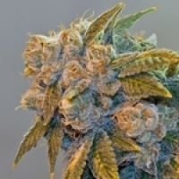 Chem Fire Regular Cannabis Seeds | BC Bud Depot