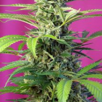 Chem Beyond Diesel CBD Feminised Cannabis Seeds | Sweet Seeds
