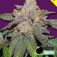 Bomb Seeds Bubble Bomb Feminised Cannabis Seeds For Sale