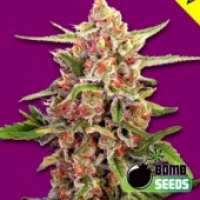 Cherry Bomb Feminised Cannabis Seeds | Bomb Seeds