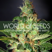 Chronic Haze Feminised Cannabis Seeds | World of Seeds
