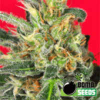 Cluster Bomb Regular Cannabis Seeds | Bomb Seeds 