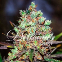 Cotton Candy Kush Feminised Cannabis Seeds | Delicious Seeds