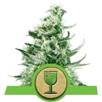 Royal Critical Auto Feminised Cannabis Seeds | Royal Queen Seeds