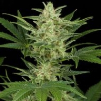 Critical Jack Auto Feminised Cannabis Seeds | Dinafem Seeds