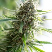 Critical Mass CBD Feminised Cannabis Seeds | Dinafem Seeds