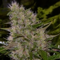 Critical Mass Regular Cannabis Seeds | Mr Nice Seeds