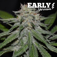 Critical Neville Haze Early V Feminised Cannabis Seeds | Delicious Seeds
