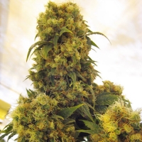 Critical Skunk Regular Cannabis Seeds | Mr Nice Seeds