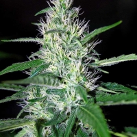 Critical Widow Regular Cannabis Seeds | Mr Nice Seeds