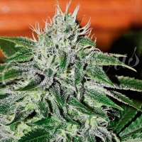 Critical Jack Herer Feminised Cannabis Seeds | Delicious Seeds
