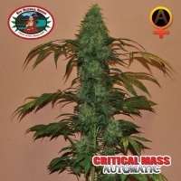 Critical Mass Automatic Feminised Cannabis Seeds | Big Buddha Seeds