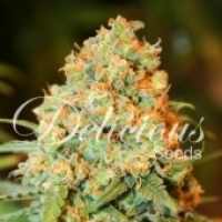 Critical Super Silver Haze Feminised Cannabis Seeds | Delicious Seeds