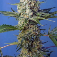 Crystal Candy Fast Version | Sweet Seeds