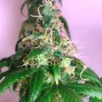 Chrystal Feminised Cannabis Seeds | Nirvana 