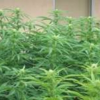Chrystal Regular Cannabis Seeds | Nirvana 