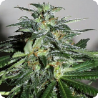Cyber Cristal Feminised Cannabis Seeds | KC Brains Seeds   