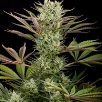 Deep Cheese Feminised Cannabis Seeds | Dinafem Seeds