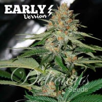 Delicious Candy Early V Feminised Cannabis Seeds | Delicious Seeds