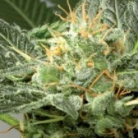  Fast Skunk Feminised Cannabis Seeds