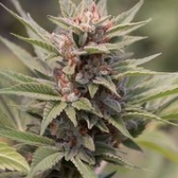 Diesel Feminised Cannabis Seeds | Dinafem Seeds