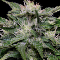 Don Blueberry Auto Feminised Cannabis Seeds | Don Avalanche Seeds