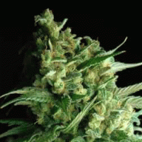 Double Bubbleberry Feminised Cannabis Seeds | Sagarmatha Seeds