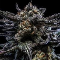 Auto Zombie Kush Feminised Cannabis Seeds | Ripper Seeds.