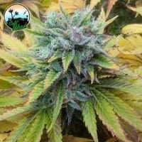Cali Dream Feminised Cannabis Seeds - Cali Weed