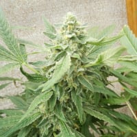 Sweet-O Feminised Cannabis Seeds | Dr Underground