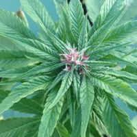Pink Kush Feminised Cannabis Seeds | Dr Underground