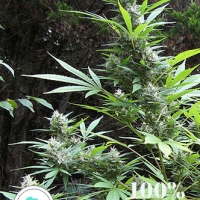 Durban Magic Regular Cannabis Seeds | Seeds of Africa