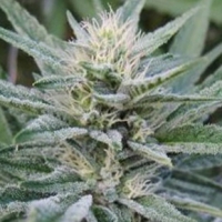 Durbin OG Regular Cannabis Seeds | Apothecary Genetics Seeds 