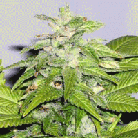 Early Riser Regular Cannabis Seeds | Sagarmatha Seeds