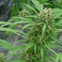 Early Skunk Regular Cannabis Seeds | Mr Nice Seeds