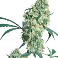 Ed Rosenthal Superbud Regular Cannabis Seeds | Sensi Seeds 