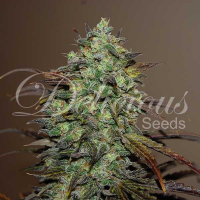 Eleven Roses Feminised Cannabis Seeds | Delicious Seeds