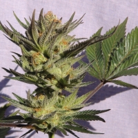 Gypsy Kush Feminised Cannabis Seeds | Kannabia