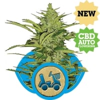 Fast Eddy CBD Auto Feminised Cannabis Seeds | Royal Queen Seeds