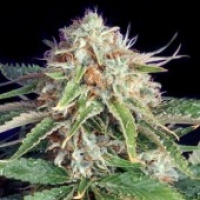 Fast Ryder II Auto flowering Feminised Cannabis Seeds | Bulldog Seeds