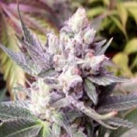 Fat Purple Regular Cannabis Seeds | Hazeman Seeds