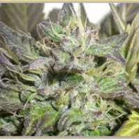 Gage Green Flight 813 Cannabis Seeds