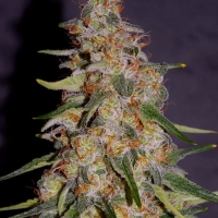 Frosted Guava Auto Feminised Cannabis Seeds | Cream Of The Crop