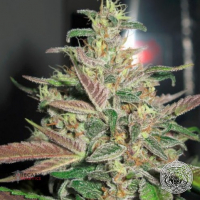 Frosty Berry Regular Cannabis Seeds | Apothecary Genetics Seeds 
