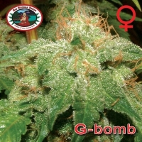 Big Buddha Seeds G Bomb Feminised Cannabis Seeds For Sale