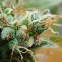 Gagettoplant Feminised Cannabis Seeds | Blim Burn Seeds