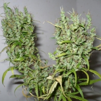 CBG Ghana Regular Cannabis Seeds
